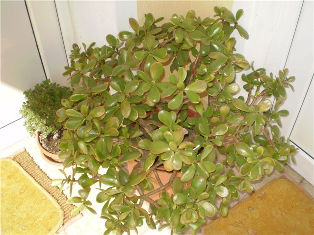 crasula